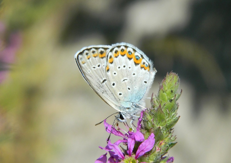 Plebejus (Plebejus) argus??